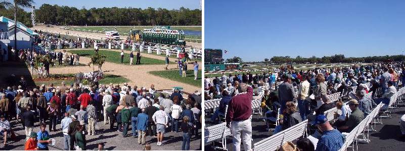 Tampa Bay Downs paddock/apron