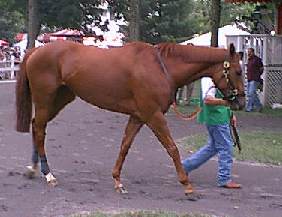 Sightseek in paddock