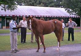 Yearling is inspected