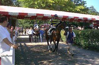 Horses on path to track