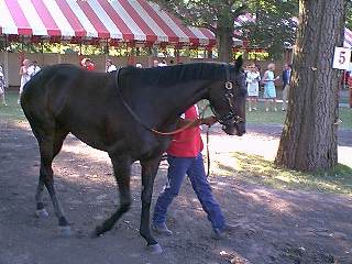 Wild Spirit in paddock