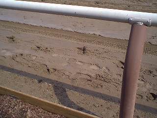 Muddy footprints in track