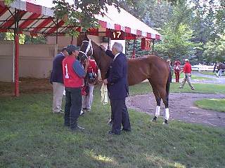 Lukas saddles Classic Elegance