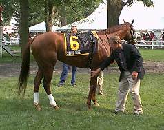 Mott and Silver Tree