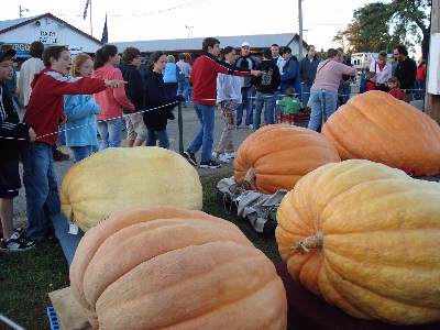 Giant pumpkins!