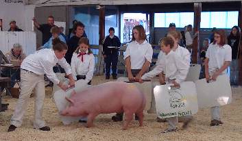 4-Hers and their pigs