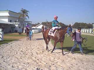Tampa Bay Downs